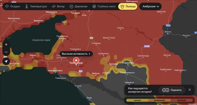 Карта пыльцы на 29 июля | Источник: yandex.ru