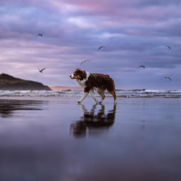 Источник: International Pet Photography Awards