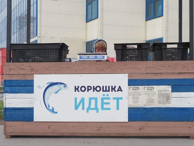 Начало сезона корюшки в этом году пришлось на более поздний срок, чем в прошлом. | Источник: Михаил Огнев / FONTANKA.RU