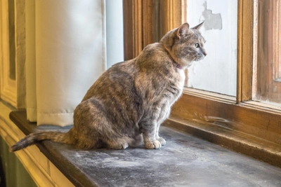 Синоптики прогнозируют ветер и снег в Иркутске на выходные