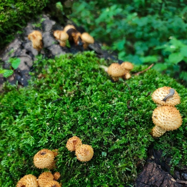 Источник: Антонина Ефимова / «Грибы в Подмосковье 2025» / vk.com