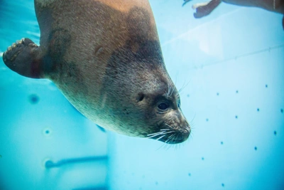 Гид на Байкале встретил нерпенка: «Какие глазки красивые!»