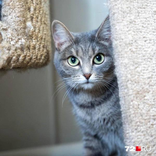 Источник: Илья Чикотин / 72.RU