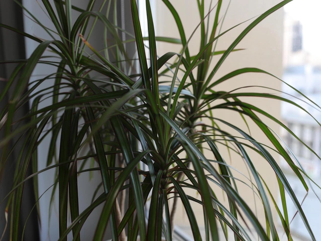 Драцена лучше всего развивается при рассеянном освещении, без прямого солнца | Источник: Андрей Бортко / NGS.RU