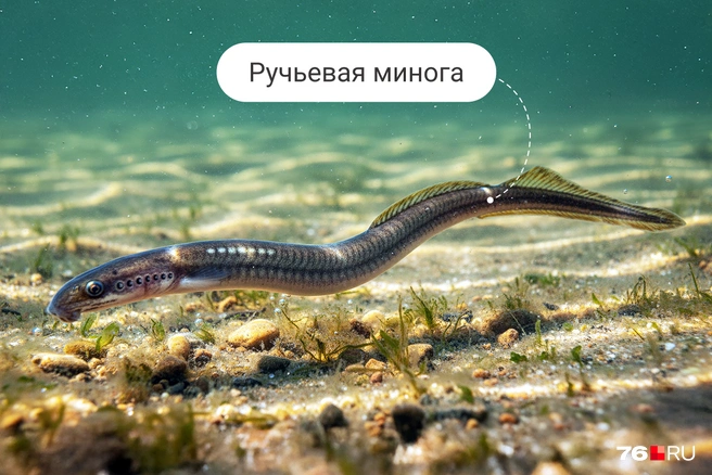 Почти доисторическое существо без челюстей играет важную роль в экосистеме | Источник: Полина Авдошина / Городские медиа