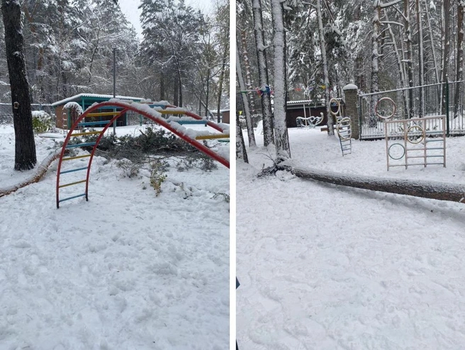 Дерево упало в начале октября, информация об инциденте стала известна 24 октября. | Источник: Источник в соцсетях