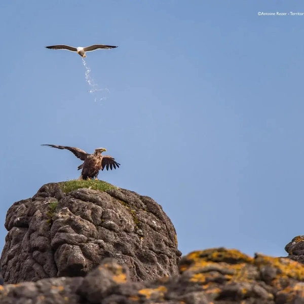 Источник: Nikon Comedy Wildlife Awards