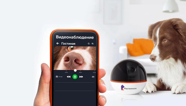 С помощью видеонаблюдения с питомцем можно поговорить | Источник: Ростелеком