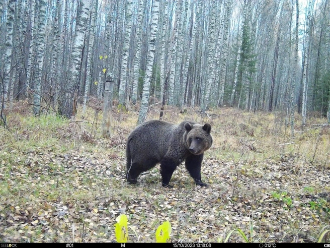 Осенью медведь активно готовится к зиме и нагуливает жир | Источник: А. Е. Волков / Керженский заповедник