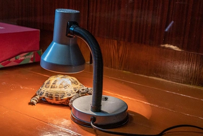 Power Outage in Golencheno: Accident Cuts Electricity to 16 Ryazan Streets