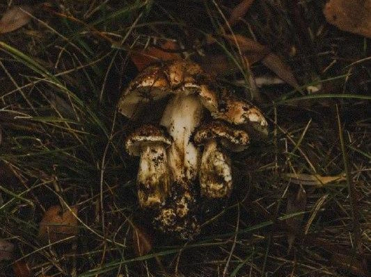 Фотоохота на грибы оказалась результативной | Источник: Фотограф