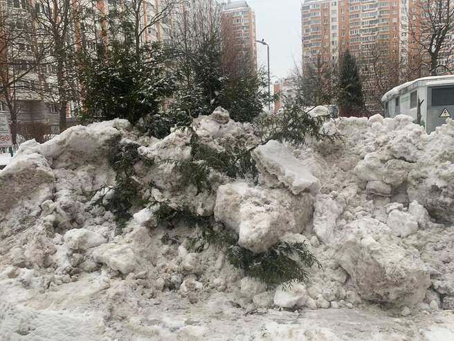 Коммунальщики заботливо «укрыли» ели снегом | Источник: Юлия Щербакова / Facebook.com