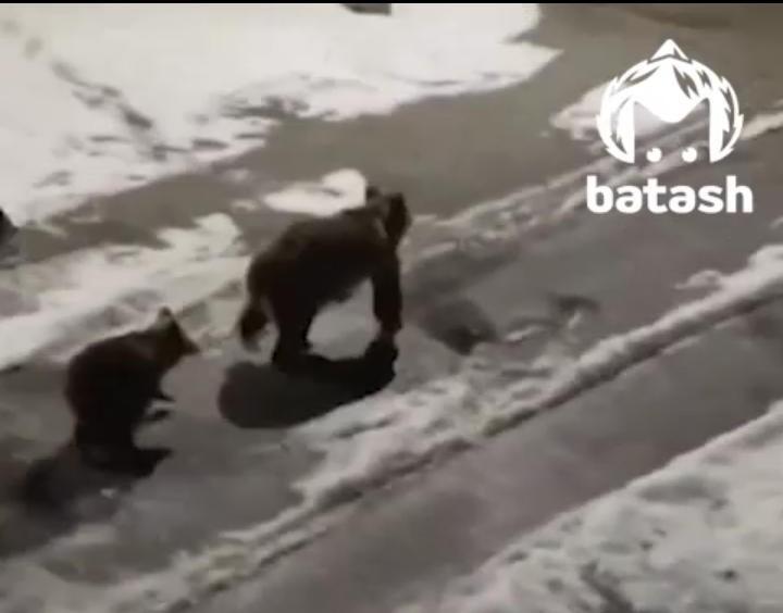 Медведица с медвежатами вышла к людям: в Башкирии хищники бродят по дворам Межгорья
