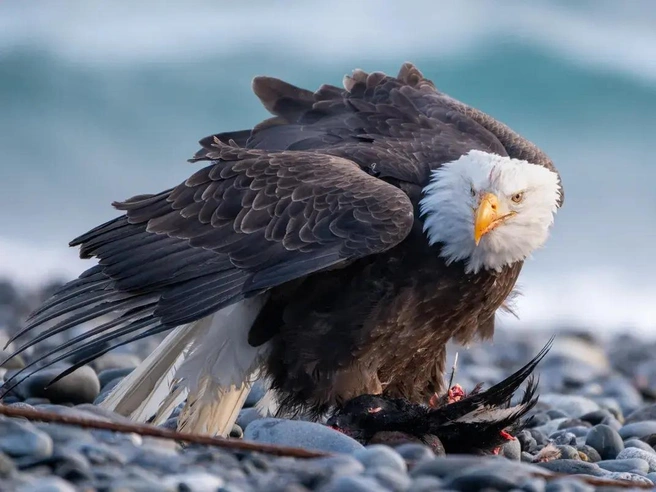 Источник: Jimmy Fiatarone / photocontest.smithsonianmag.com