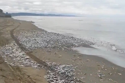 На Сахалине зафиксирован массовый выброс мойвы