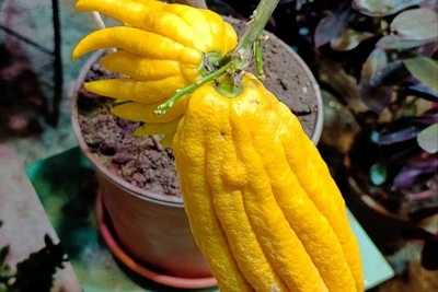 Прадед лимона стал новым жильцом ботанического сада