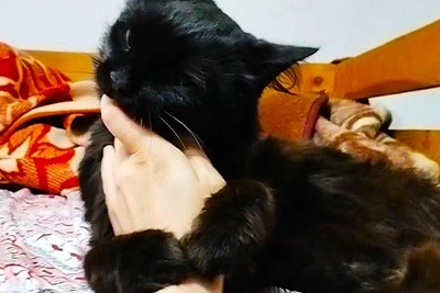 Woman dies from rabies after cat bite