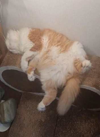 Марс очень любит свою лежанку-когтеточку | Источник: Татьяна Палкина