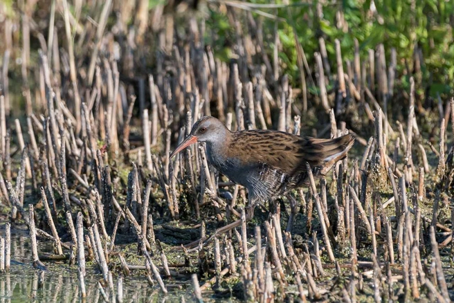 Это и есть водяной пастушок | Источник: Игорь Воронин 