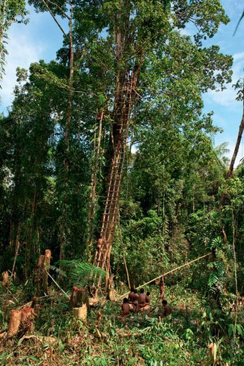 Высшее общество: почему в индонезийском племени короваи предпочитают жить на деревьях