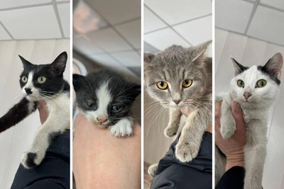 Котята спасены полицией в Красноярском крае после задержания