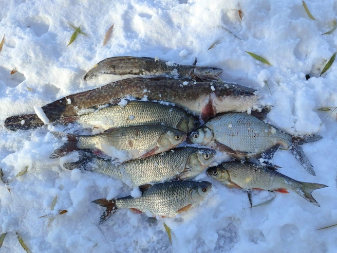 Крупный улов | Источник: Алексей Губский / Секреты рыбалки от FishManual.ru / vk.com