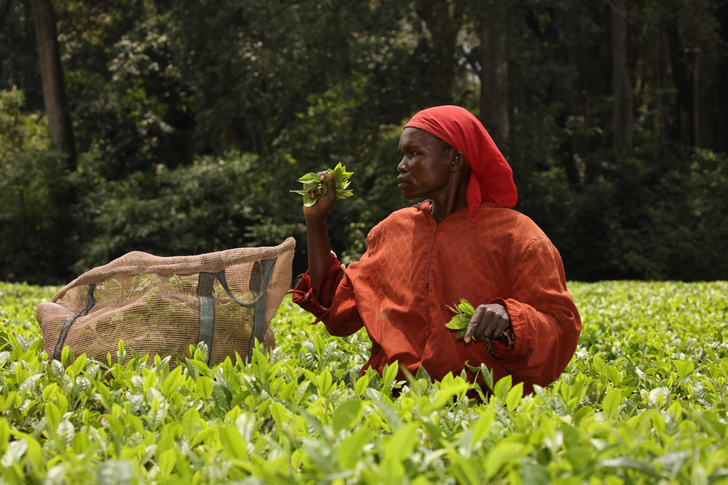 Восстание против машин: зачем жители Кении выводят из строя чаеуборочные аппараты