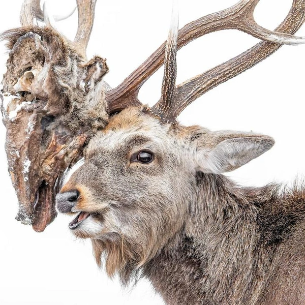 Пятнистый олень демонстрирует застрявшую в рогах голову соперника, который погиб во время их поединка. Остров Хоккайдо, Япония | Источник: Kohei Nagira / Wildlife Photographer of the Year 2025