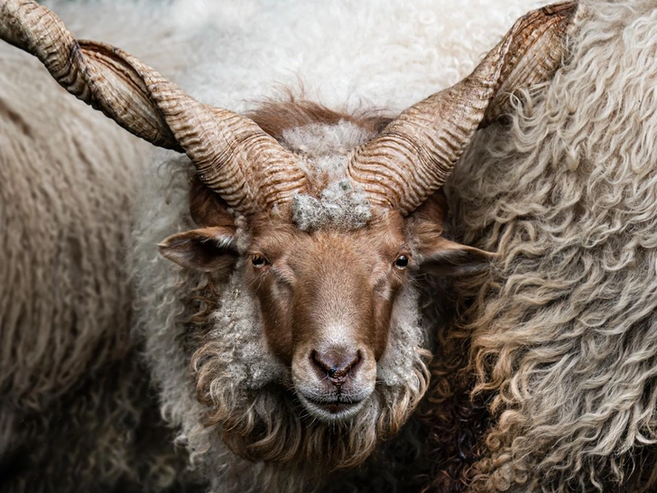 Рогатый рацка и рыжая лиска: лучшие фото финалистов конкурса Fine Art Photography Awards 2026 в номинации «Животные» (часть 2) | Источник: Denise Bertram / Fine Art Photography Awards 2026