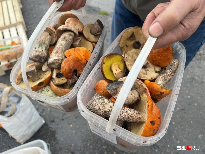 В этом году хороший урожай на подосиновики | Источник: Александра Балаба