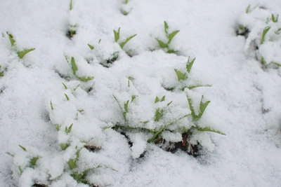 Плюсовая температура ожидается в Приморье 11 февраля