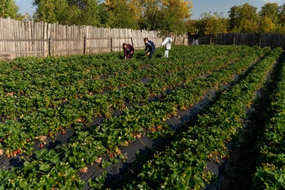 Ставропольского фермера судят за фальшивые документы на субсидии