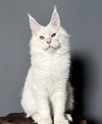 Источник: Avito.ru