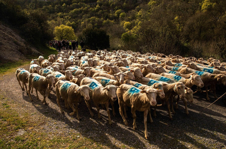 Во Франции перегоняют овец на новое пастбище