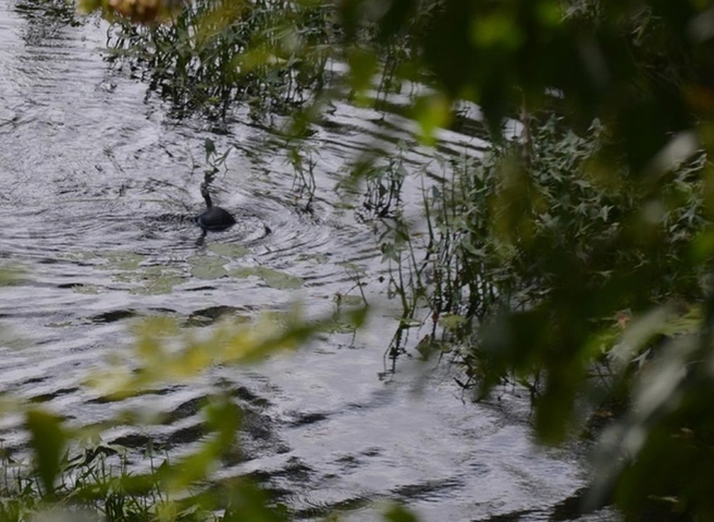 Из водоема в Михайловском районе подняли тело мужчины | ya62.ru