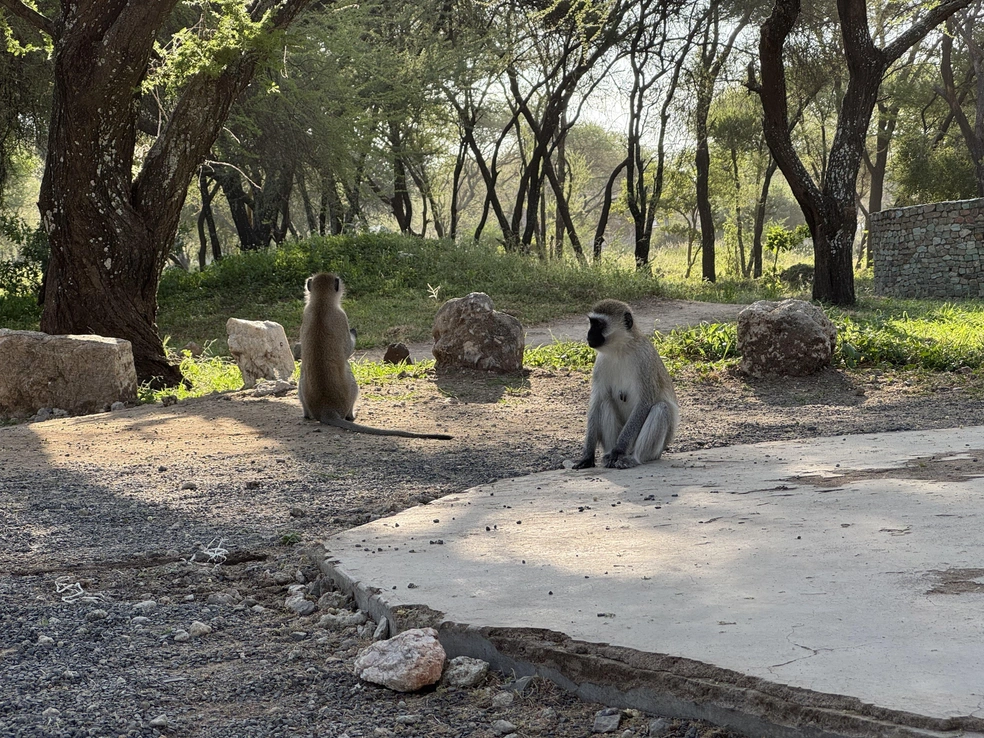 А обезьяны везде одинаковы&nbsp;—&nbsp;любопытные и бесстрашные | Источник: Эрдня / Личный архив