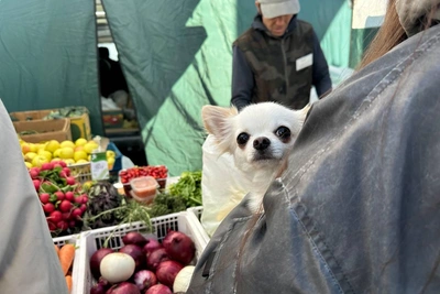 Ярмарки выходного дня в Краснодаре пройдут 2 мая