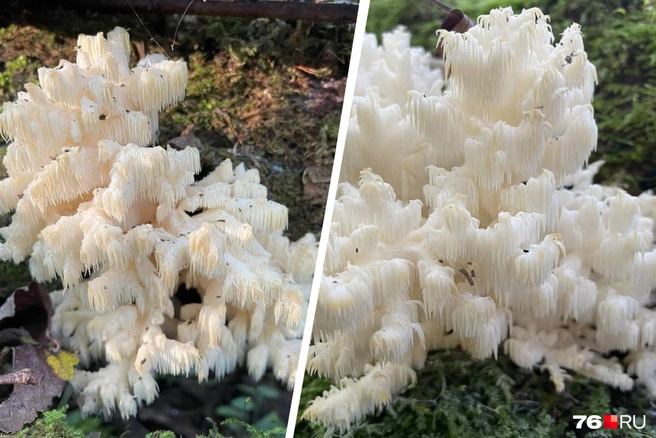 Ярославец нашел в лесу редкий целебный гриб | Источник: читатель 76.RU