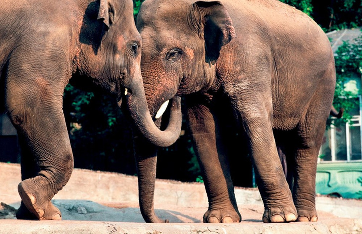 Любовь и хоботы: удивительная история слонов Московского зоопарка