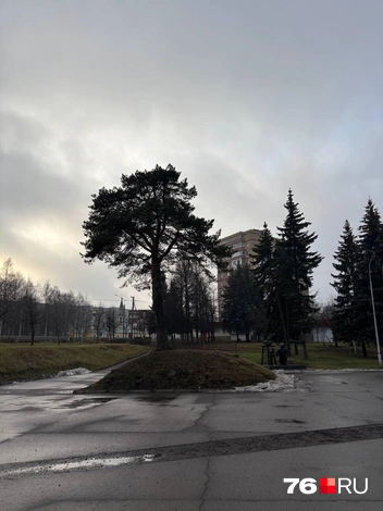 Пыжихина сосна на Московском проспекте | Источник: Анастасия Вязигина / 76.RU