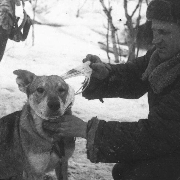 «Перевязка раненой собаки». Мурманское направление. Фото Иосифа Козьминского  | Источник: Мурманский областной краеведческий музей 