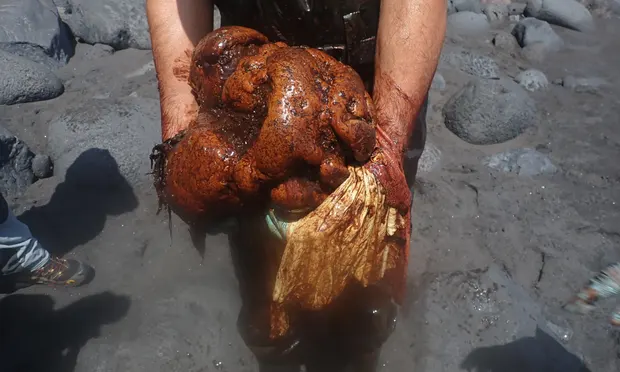 Дар моря: внутри туши кита на Канарах нашли «плавающее золото» на сумму 500 000 €