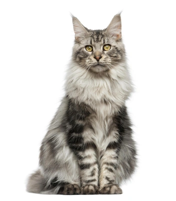 Мейн-кун «европеец» | Источник: Eric Isselee via Shutterstock/Fotodom.ru