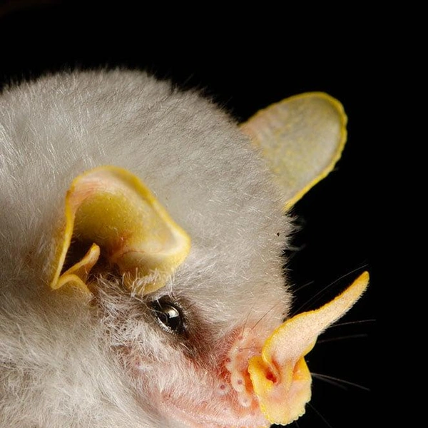 Белый листонос (Ectophylla alba) | Источник: José Gabriel Martínez-Fonseca via PetaPixel