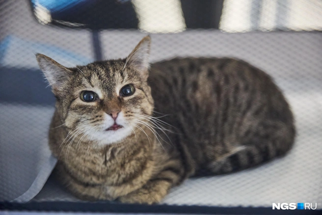 Посмотрите на эту милую мордочку | Источник: Александр Ощепков / NGS.RU