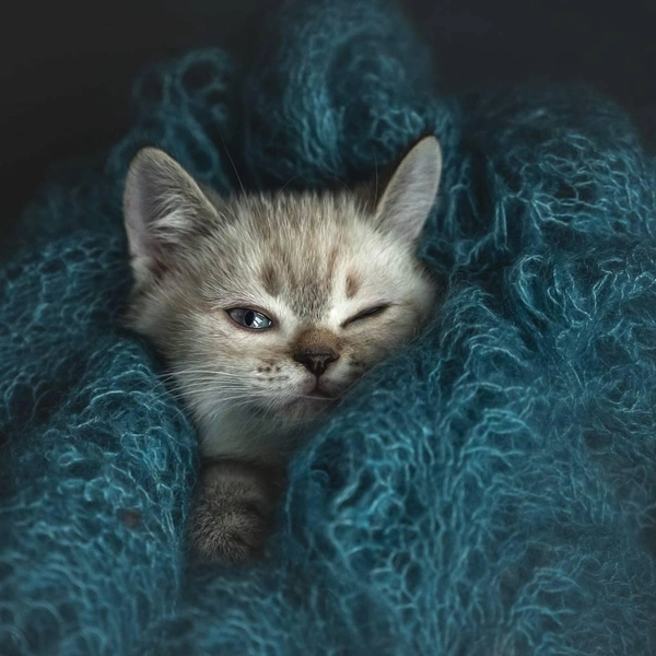 Кошка танцует, кошка кричит: 20 самых ярких снимков лауреатов ежегодной фотопремии 35awards, Всемирный день кошек, смешные фото кошек | Источник: Ирина Мороз, 35awards