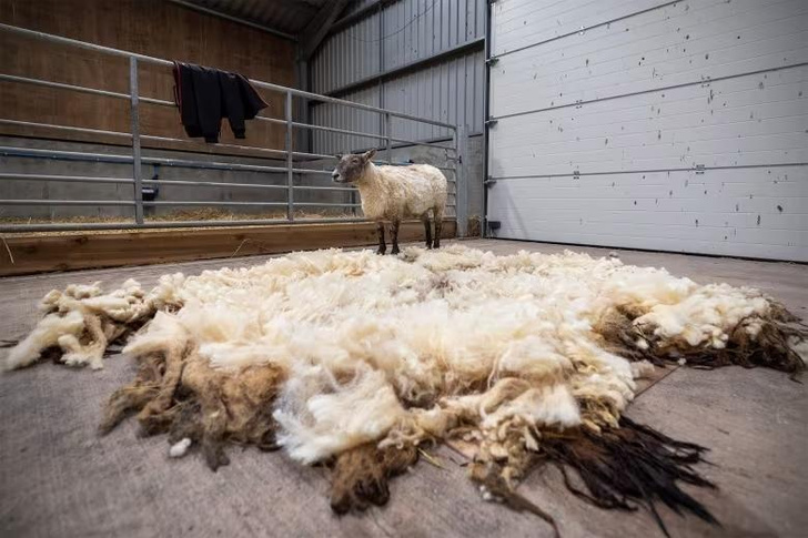 Знакомьтесь, Фиона — самая одинокая овца Великобритании: рассказываем, как ее спасли из заточения