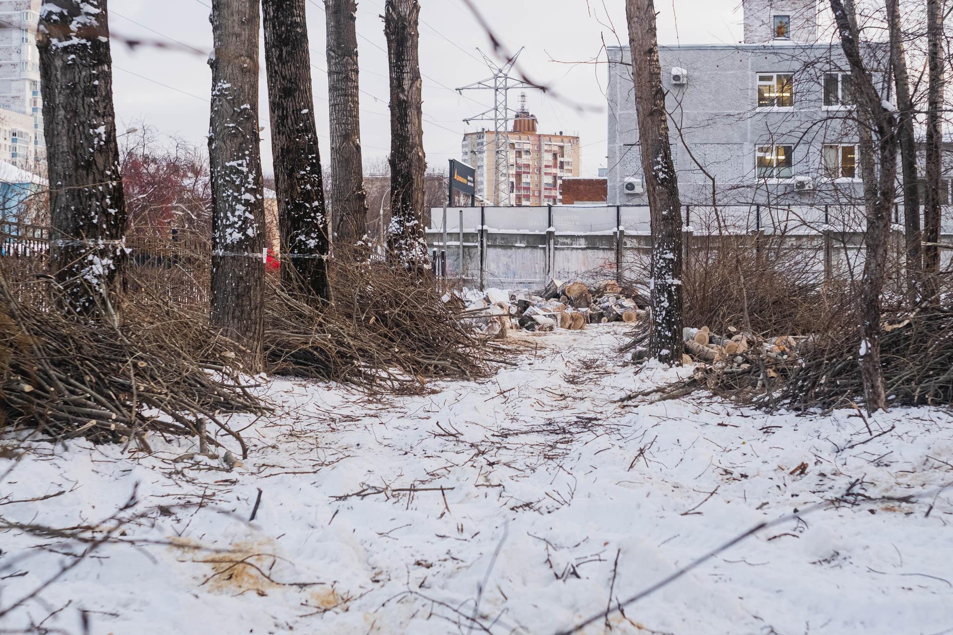 В пермском саду имени Миндовского вырубили целую аллею деревьев, что  говорят в мэрии и «Россети Урал» — «Пермэнерго» - 16 января 2024 - 59.ру