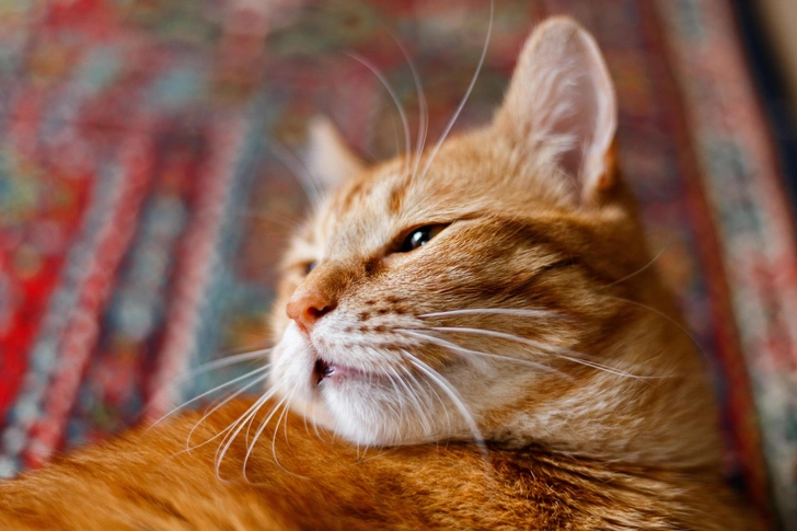Источник: TarasBeletskiy/Shutterstock/Fotodom.ru