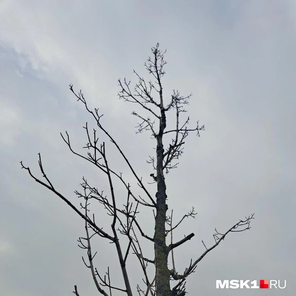 Источник: Арина Майорова / MSK1.RU